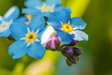 Fototapeta na wymiar Beautiful wild forget-me-not Myosotis flower blossom flowers in spring time. Close up macro blue flowers, selective focus. Inspirational natural floral blooming summer garden or park.