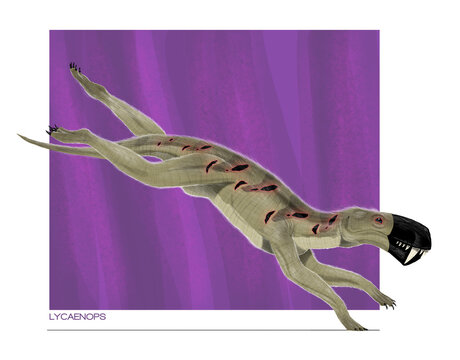 Lycaenops, an ancient Permian predator