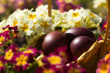 Easter colored eggs in a wicker basket among red and yellow primrose flowers. Spring background