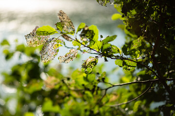 Skelton leaves on its tree. Freelensing.