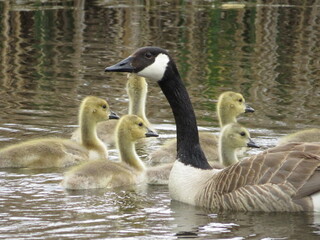 Mother goose