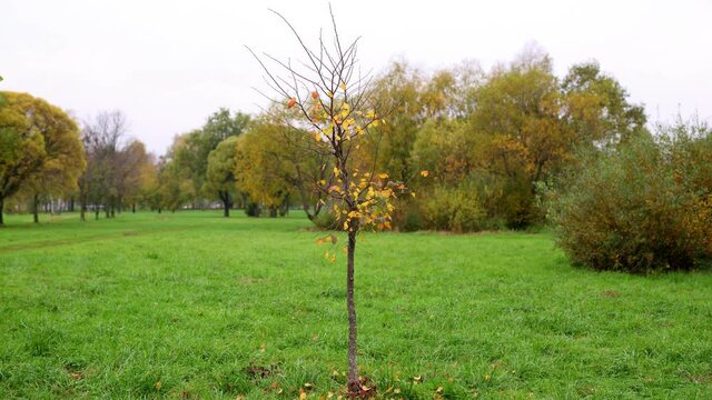 Yellow autumn leaves disappear on small tree, time lapse shot, blurred background. Fall season, wet and cold weather. Bright foliage quickly fall down or dissolve away