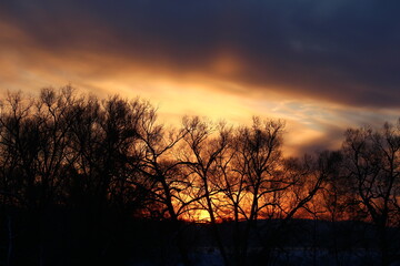 Colorful sunset behind the crowns of trees in winter