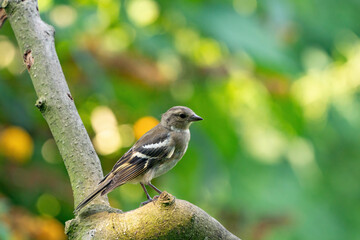 Green and yellow songbird, Greenfinch standing on a branch. In the background great green and yellow bokeh