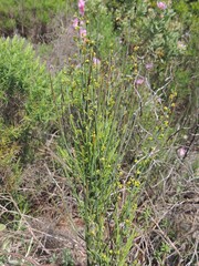 Poet's Cassia (Osyris alba)