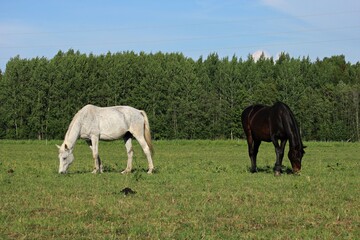 Horses grazing on spacious green meadows on a sunny summer day