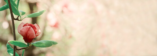 Spring seasonal banner with Beautiful magnolia blossom. Jentle pink magnolia flower against bokeh background.