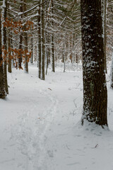 A photograph of a snow covered path in the woods immediately after a large snowfall.