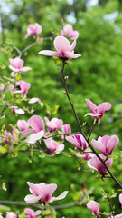 Obraz premium Beautiful magnolia tree blossoms in springtime. Jentle magnolia flower against sunset light and fresh green foliage.