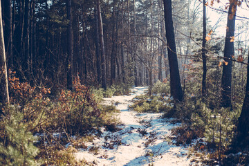 Forest road trail through a pine forest. Winter tourism