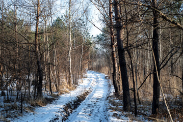 Forest road trail through a pine forest. Winter tourism