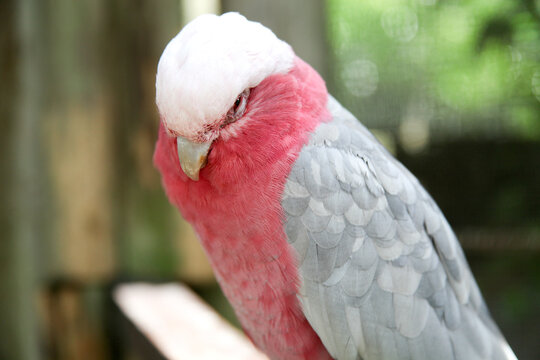 A Sleepy Rose Breasted Cockatoo
