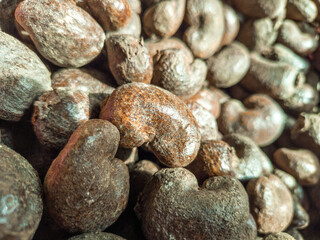 Close up of Cashew nut