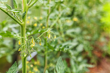 Gardening and agriculture concept. Organic tomatoes growing in greenhouse. Greenhouse produce. Vegetable food production.