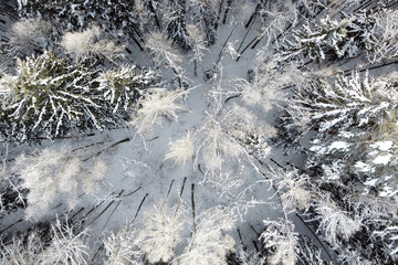 Aerial view of winter nature. Trees covered hoarfrost. Winter forest landscape with snowy trees,...