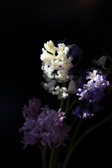 Hasenglöckchen Blumen. Bluebell Flowers