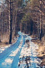 Fototapeta na wymiar Forest road trail through a pine forest. Winter tourism