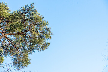 Green pine crowns and blue sky
