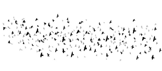 A large flock of flying birds. Vector illustration