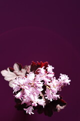 Hasenglöckchen Blumen. Hyacinthoides Flowers
