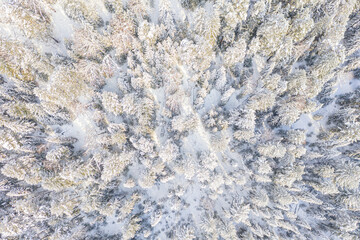 Aerial drone view of the forest in winter. Winter landscape with fir trees in snow from above