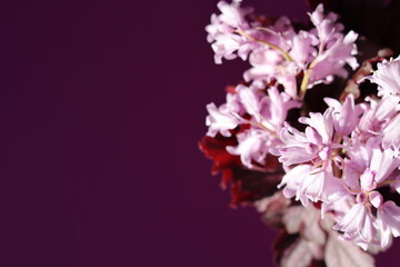 Hasenglöckchen Blumen. Hyacinthoides Flowers