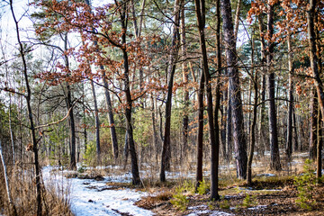 Fototapeta premium Forest road trail through a pine forest. Winter tourism