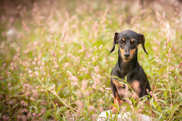 Small dachshund in the grass