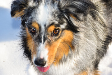 Portrait of a dog in the snow. Blue Merle Australian Shepherd.