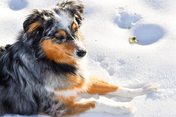 Dog playing n the snow. Blue Merle Australian Shepherd