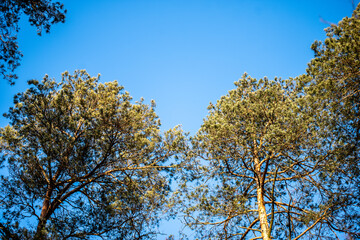 Green pine crowns and blue sky