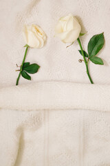 Fototapeta na wymiar White roses tucked in a canvas, on soft white background. Love and care concept. Flat lay.