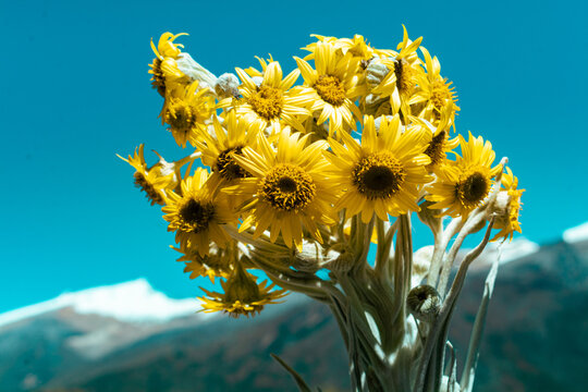 Frailejones guerreros del tiempo en tierra de nubes 

Vistas del paramo y El Nevado de El Cocuy y G&uuml;ic&aacute;n Boyac&aacute; en un vall&eacute; de frailejones un poco de conciencia
de protecci&oacute;n a estos lugares su Fauna 