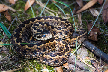 Hungarian meadow viper in the grass in autumn