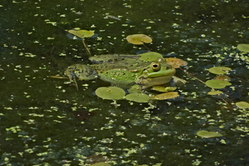 Pool frog (Pelophylax lessonae) in the natural habitat - 410260613