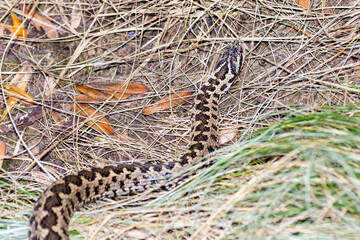 Fototapeta premium Hungarian meadow viper in the grass in autumn