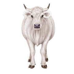 vache laitière, de face;  animal, bétail, ferme, blanc, taureau, isolé, agriculture, mollet, mammifère, bétail, brun, boeuf, gazon, champ, alpage, prairie, domestique,  noir, lait, klaxon, nature, rur