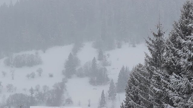 Slavske, Ukraine. View of the forest in Slavske, Ukraine in winter. Snowfall in the mountains.