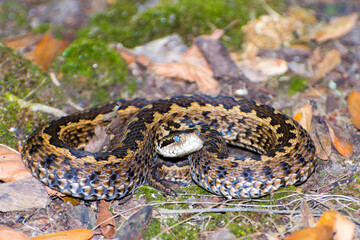 Hungarian meadow viper in the grass in autumn