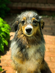 Wet, dirty dog smiling in the sun. Blue Merle Australian Shepherd.