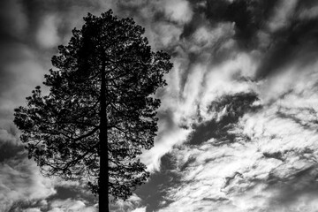 One pine on a background of sky with clouds