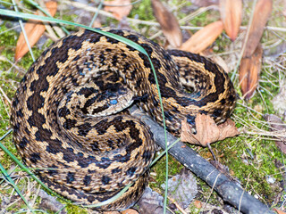 Hungarian meadow viper in the grass in autumn