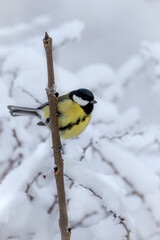 Fototapeta premium Great tit on a stick with winter snow background