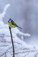Blue tit on a stick with winter snow background