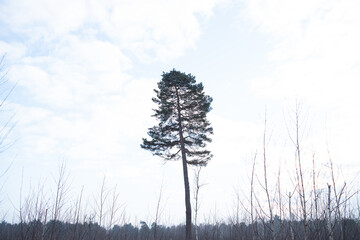 One pine on a background of sky with clouds
