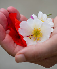hand offering beautiful colorful flowers