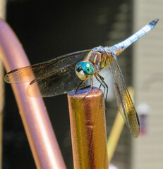 Dragonfly on a pole