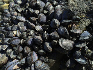wild blue mussels or cluster of barnacles attached to rocks along a beach
