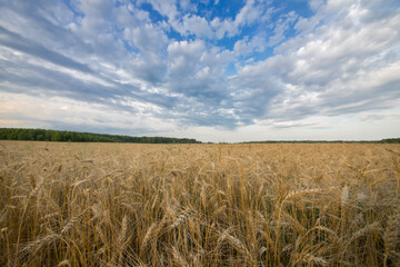 Wheat field over blue sky with clouds. Agriculture, harvest.