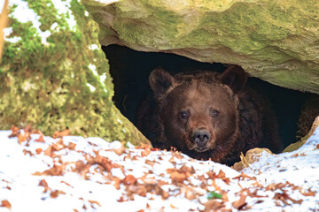 Brown bear in a den in its natural habitat - obrazy, fototapety, plakaty